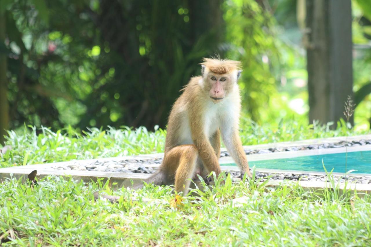 Plantation Villa Kalutara Ngoại thất bức ảnh